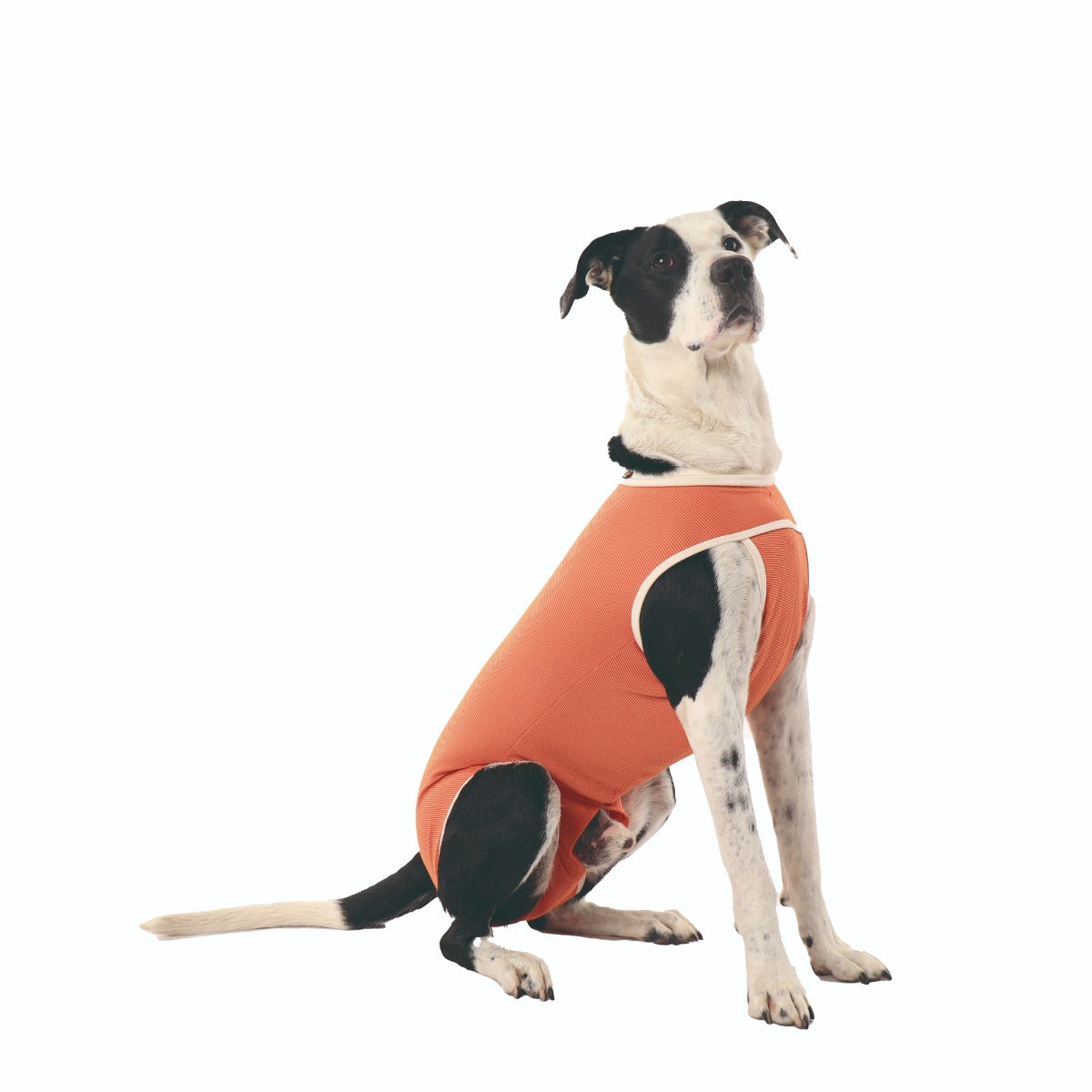 Luna & Milo CopperBody Castration #9